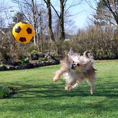 Yorkshire terrier Perle