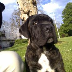 Cane corso Mojo!