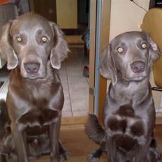 Langhåret Weimaraner Balder