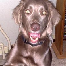 Langhåret Weimaraner Nanna