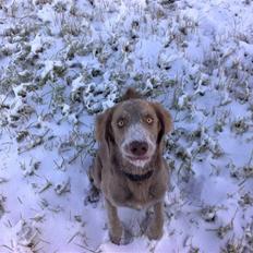 Langhåret Weimaraner Nanna