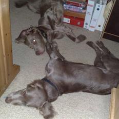 Langhåret Weimaraner Nanna