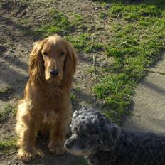 Cocker spaniel charlie