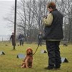 Cocker spaniel charlie