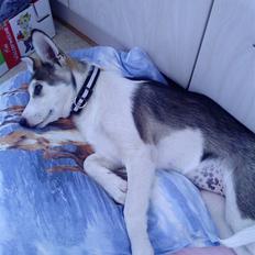 Alaskan husky Maggie