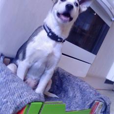 Alaskan husky Maggie