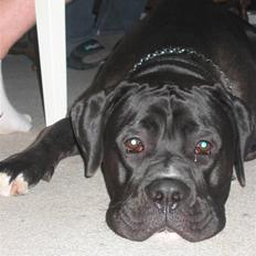 Blanding af racer buller