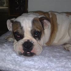 Engelsk bulldog Bøffe
