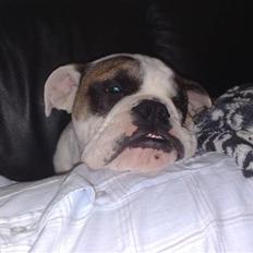 Engelsk bulldog Bøffe