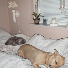 Amerikansk staffordshire terrier gaia