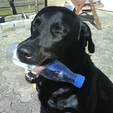 Labrador retriever Blacky [Himmelhund]