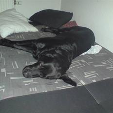 Labrador retriever Blacky [Himmelhund]