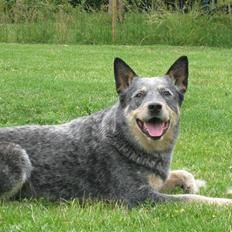 Australsk cattledog Bluie..Mín Farmor´s hund!
