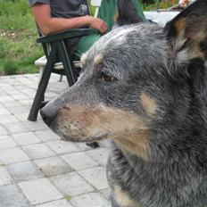 Australsk cattledog Bluie..Mín Farmor´s hund!