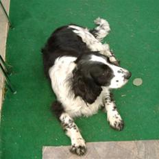 Field Trial spaniel bølle*død*