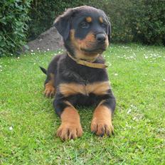 Rottweiler Ronja DØD