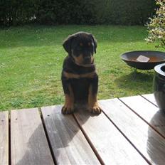 Rottweiler Ronja DØD