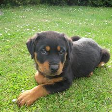 Rottweiler Ronja DØD