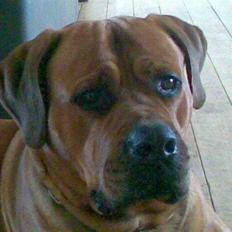 Blanding af racer Splif DØD