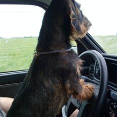 Gravhund laban