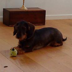 Gravhund laban