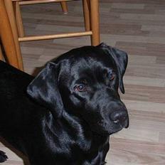 Labrador retriever Mr. Bean 