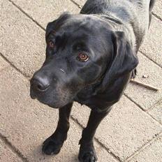 Labrador retriever Mr. Bean 