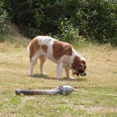 Sankt bernhardshund Smillia