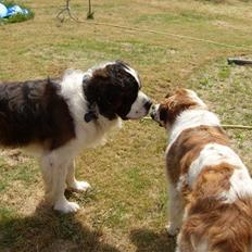 Sankt bernhardshund Smillia