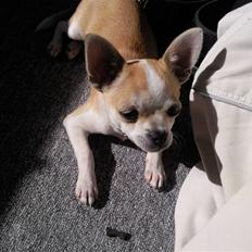Chihuahua Buller