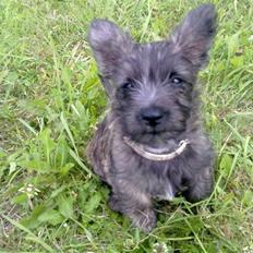 Cairn terrier Maya