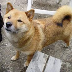 Shiba Aiyo  [Himmelhund]