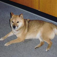 Shiba Aiyo  [Himmelhund]