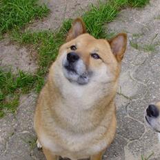 Shiba Aiyo  [Himmelhund]