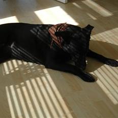 Blanding af racer Lady R.I.P.2010