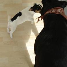 Blanding af racer Lady R.I.P.2010