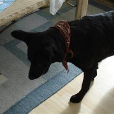 Blanding af racer Lady R.I.P.2010