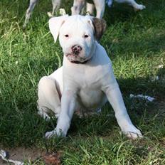 Amerikansk bulldog BAB´s kia *SOLGT* DØD *