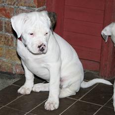 Amerikansk bulldog BAB´s kia *SOLGT* DØD *