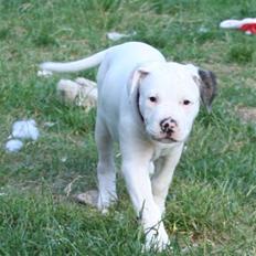 Amerikansk bulldog BAB´s kia *SOLGT* DØD *