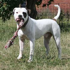 Amerikansk bulldog BAB´s Barny