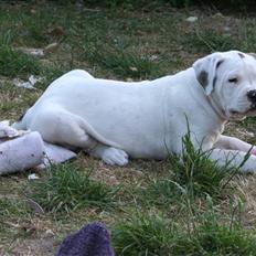 Amerikansk bulldog BAB´s Barny