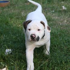 Amerikansk bulldog BAB´s Clint SOLGT