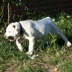 Amerikansk bulldog BAB´s Clint SOLGT