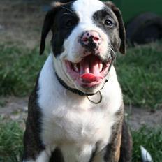 Amerikansk bulldog BAB´s tyson AFLIVET