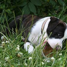 Amerikansk bulldog BAB´s tyson AFLIVET