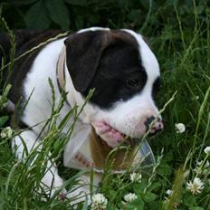 Amerikansk bulldog BAB´s tyson AFLIVET