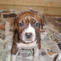 Blanding af racer Laika