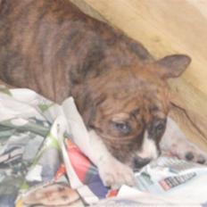 Blanding af racer Laika