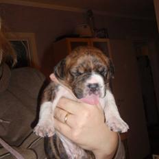 Blanding af racer Laika